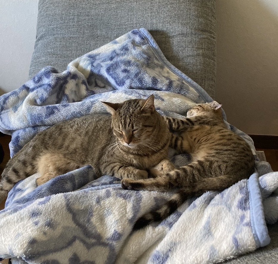 nekomoriのみずきです！の画像