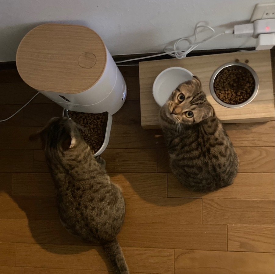 仲良し2匹の画像